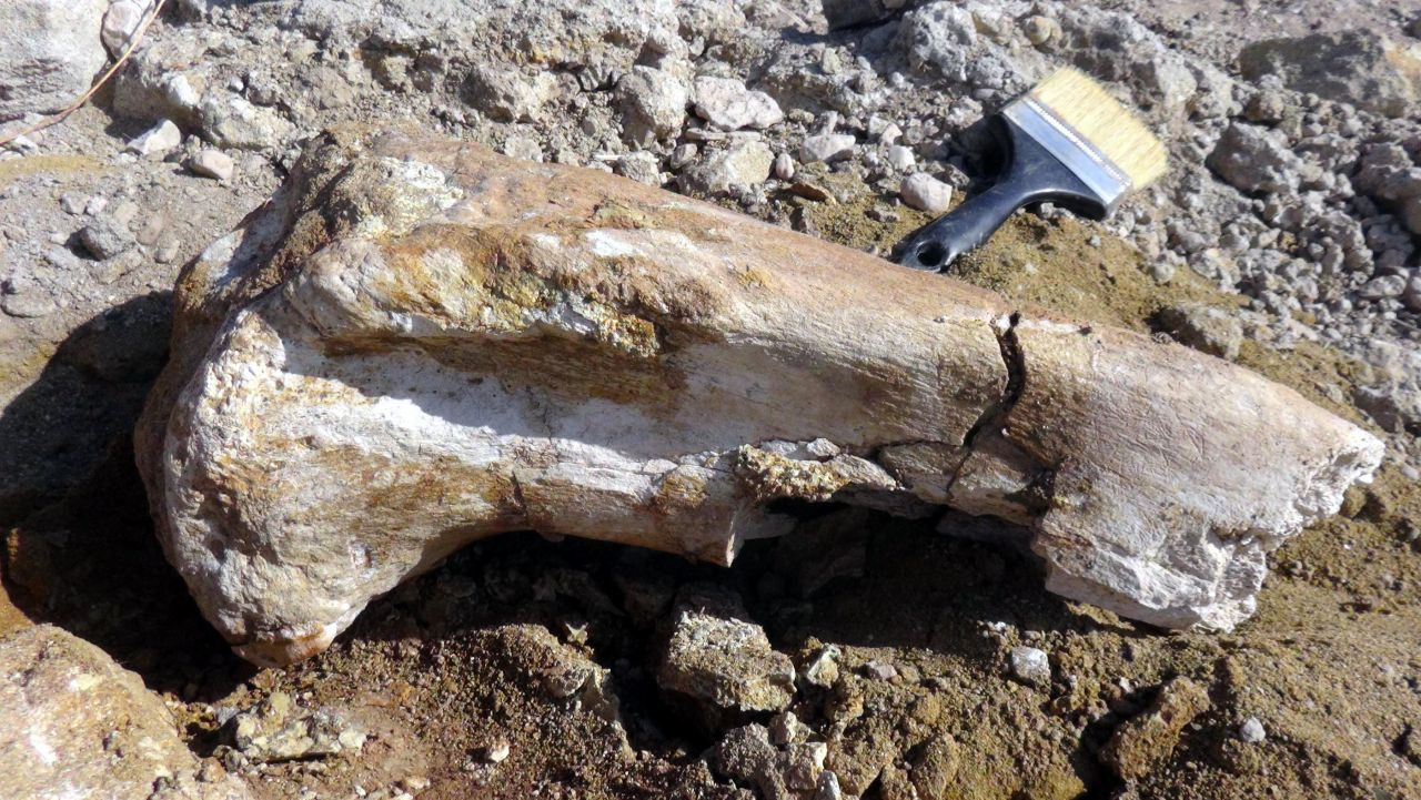 Balık tutmaya gitti bulduğu şeyler tam 7,5 milyon yıllık çıktı