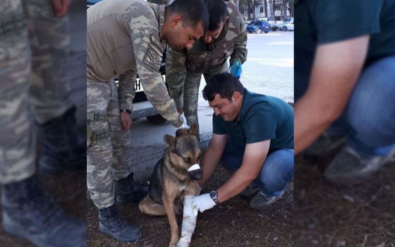 Mehmetçik'ten Rasulayn'da yaralı köpeğe şefkat eli