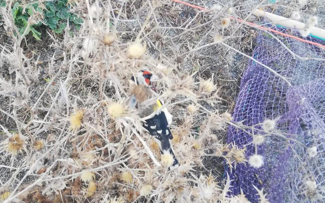 Zonguldak'ta saka kuşlarını yakalayan avcılara 3 bin 300 lira ceza