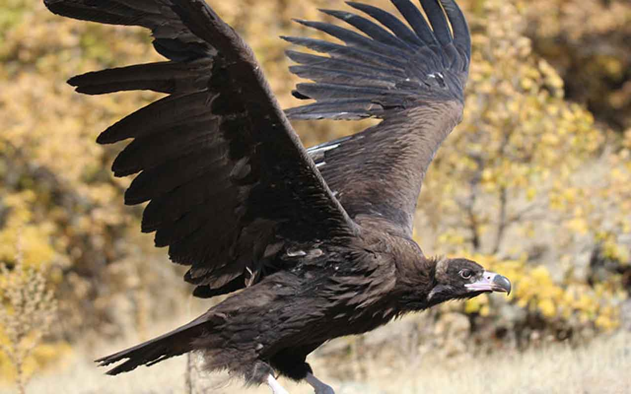 Sansa Deresi'nde dünyanın en tehlikeli yırtıcılarından kara akbaba görüntülendi