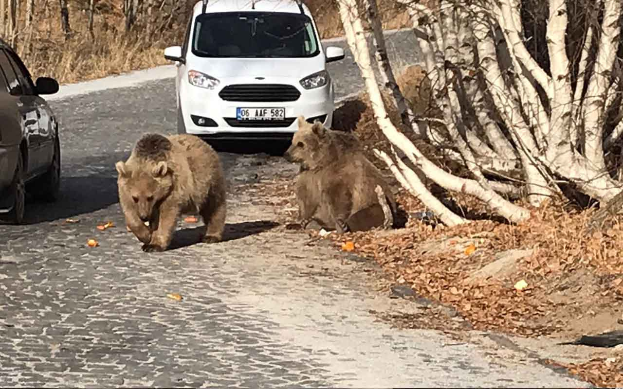 Bitlis’in maskotu ayılar kavurmayla besleniyor