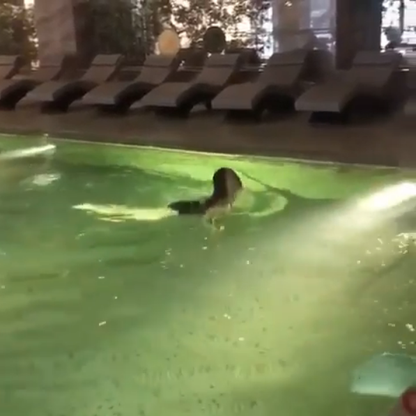 Hülya Avşar havuz videosu paylaştı beğeni yağdı kışa meydan okuyor