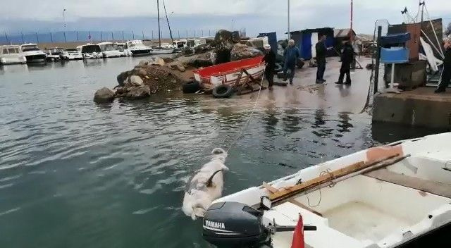 Bursa'da 300 kiloluk ölü yunus denizciler tarafından bulundu