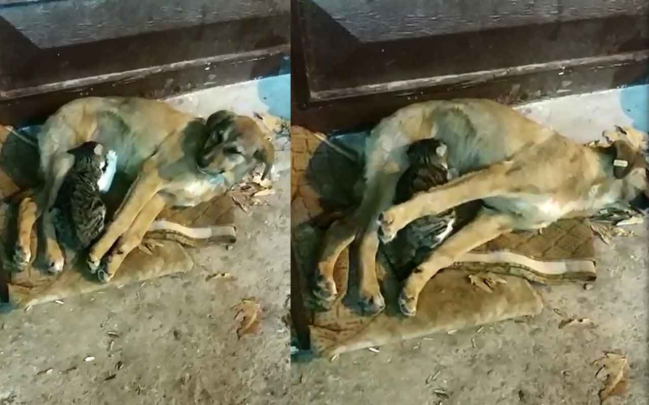 Isparta'da sokak köpeğinin kediyi emzirdiği anlar kamerada