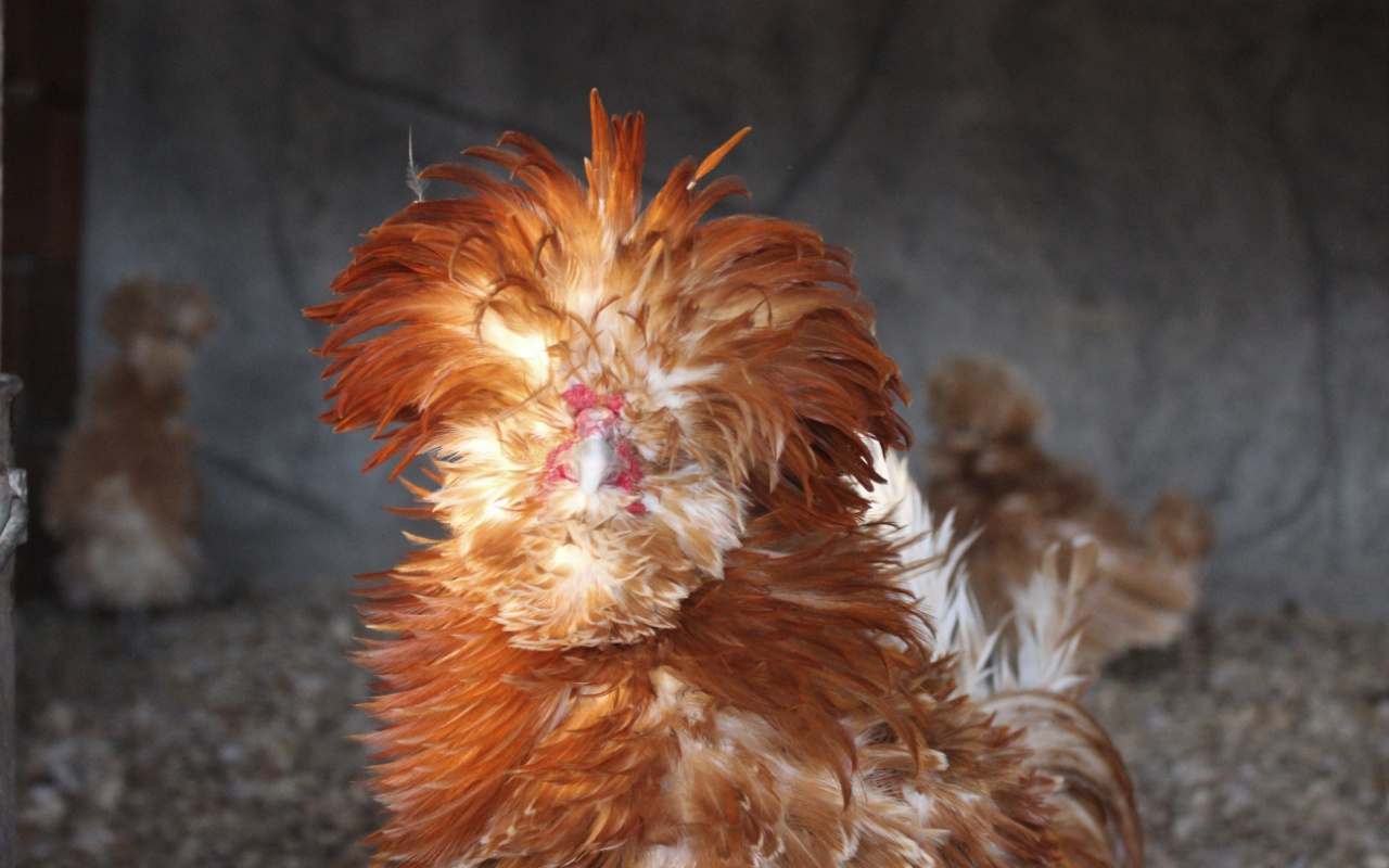 Dünyanın dört bir yanından nadir bulunan tavukları topladı yurt dışına satıyor
