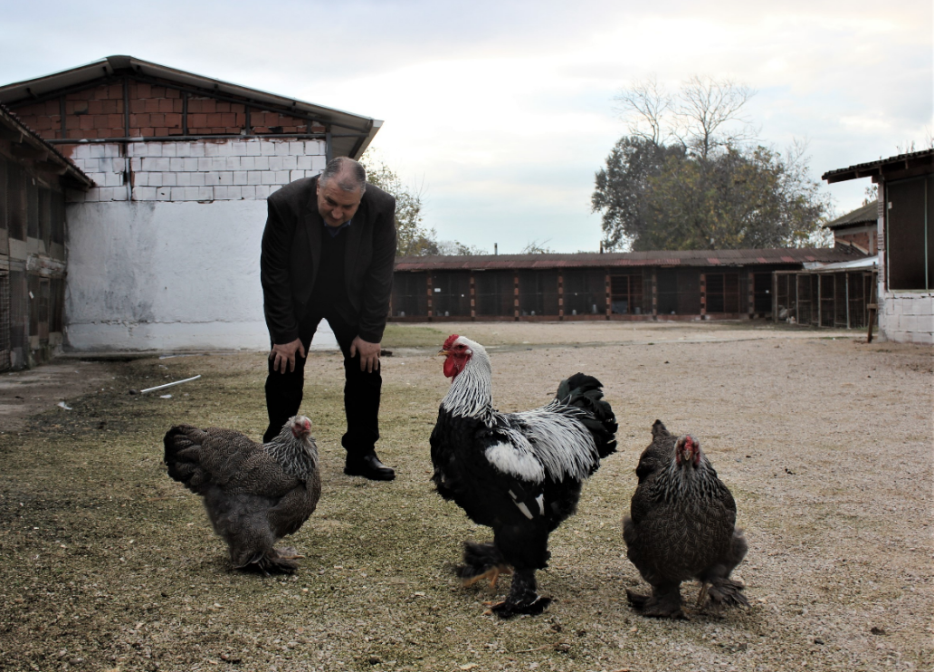Dünyanın dört bir yanından nadir bulunan tavukları topladı yurt dışına satıyor