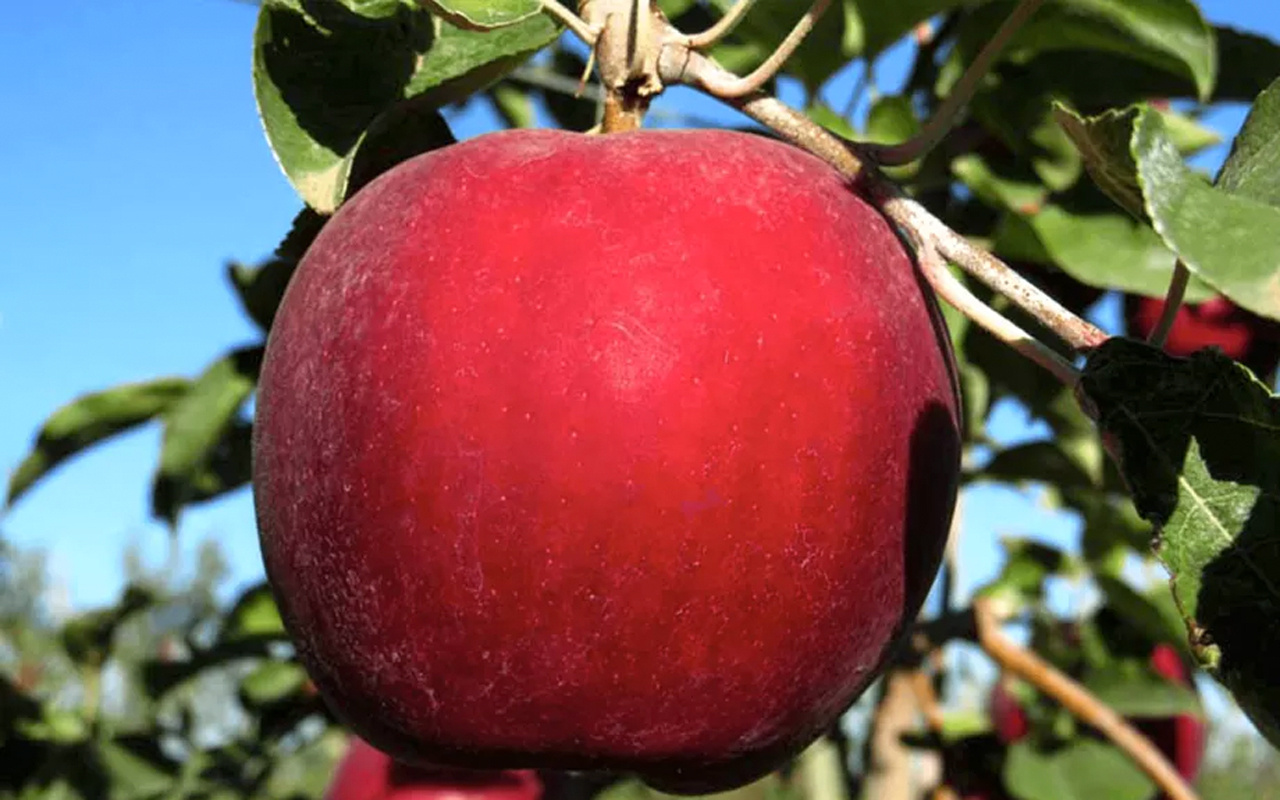 Elmanın faydaları nelerdir? Elmanın vücuda yararları