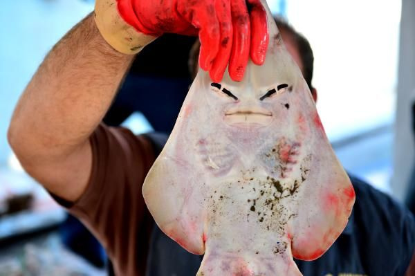 Adana'da balıkçıların korkulu rüyası! İnsan yüzlü sapan balığı ağları parçalıyor