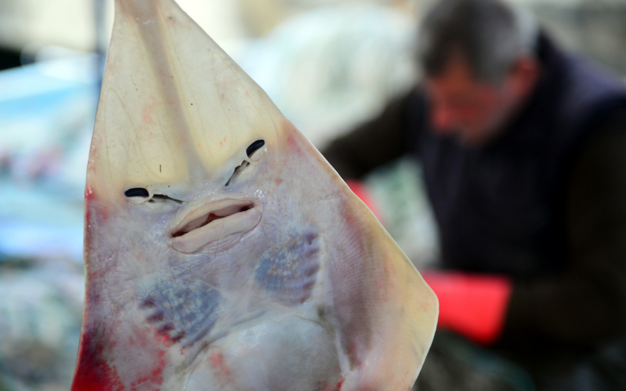 Adana'da balıkçıların korkulu rüyası! İnsan yüzlü sapan balığı ağları parçalıyor