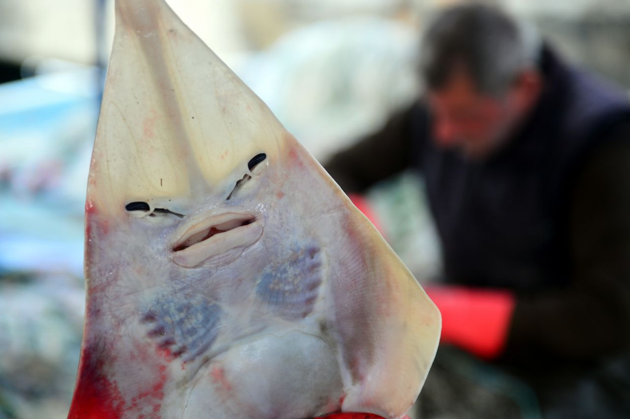 Adana'da hızla yayılıyor insan yüzlü sapan balığı kabus oldu