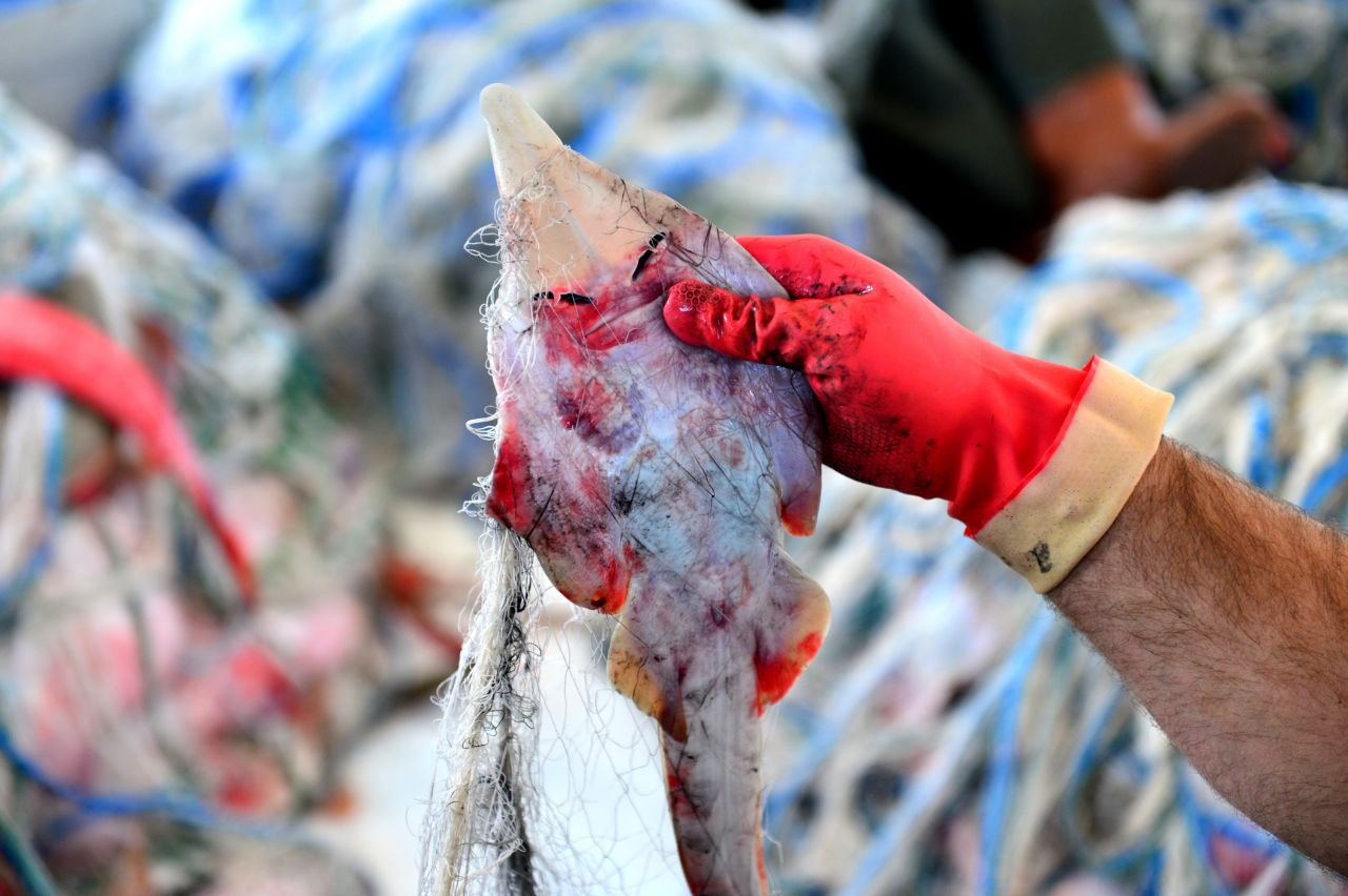 Adana'da hızla yayılıyor insan yüzlü sapan balığı kabus oldu