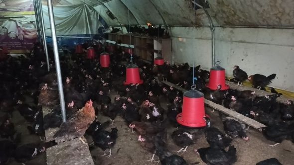 İşsiz kalınca gezen tavuk çiftliği kurdu siparişlere yetişemiyor