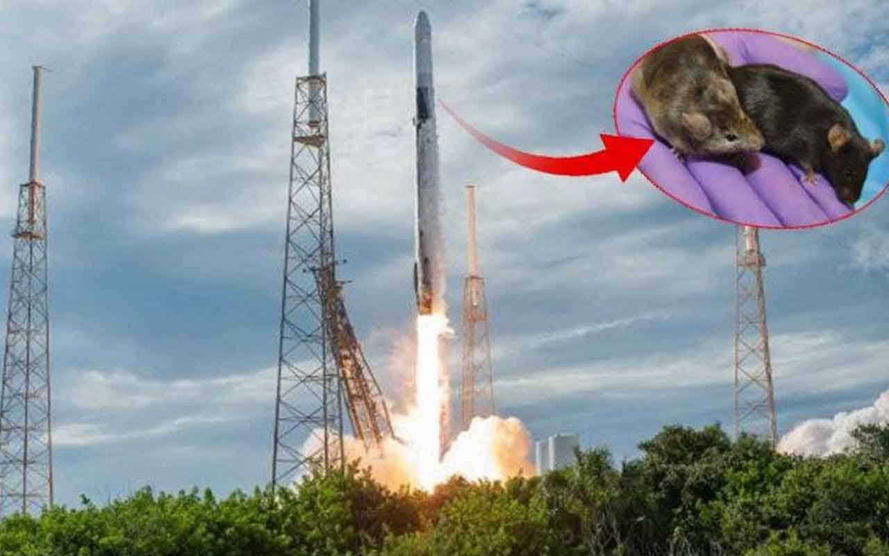 SpaceX’in süper fareleri uzay istasyonuna ulaştı
