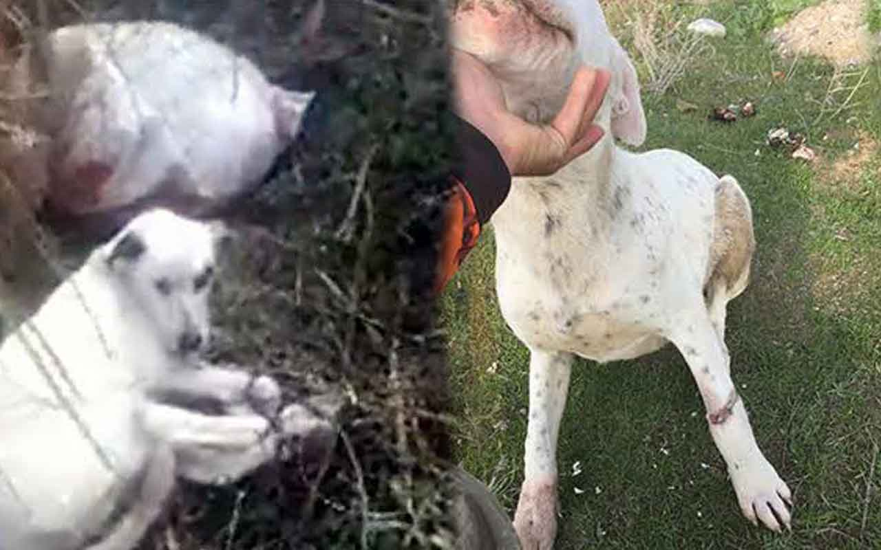 Manisa'da çuval içinde ölüme terk edilen köpekler yürek sızlattı