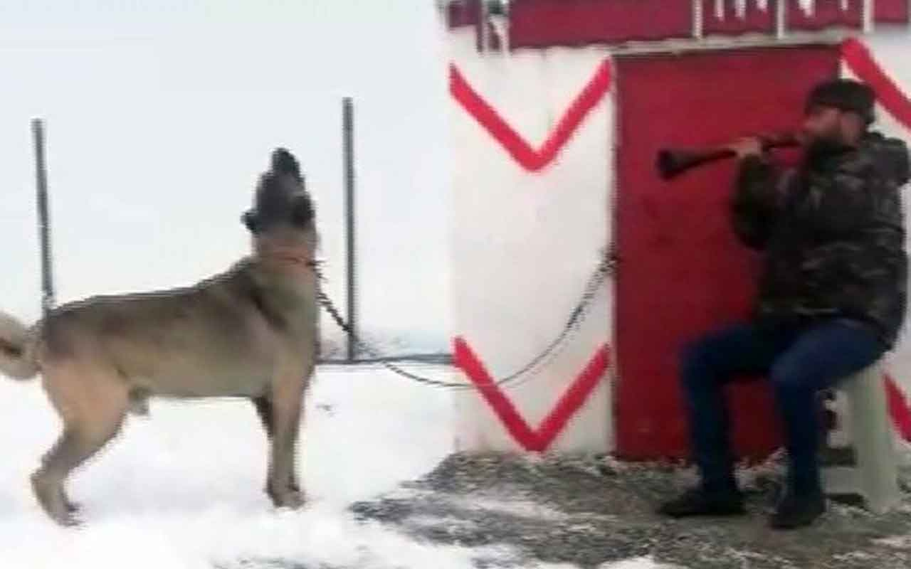 Zurnaya eşlik eden Kangal köpeğine sosyal medyada büyük beğeni