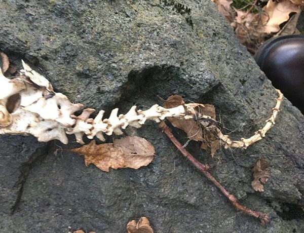 Trabzon'da bulunan 1,5 metre uzunluğundaki iskelet su samuruna ait çıktı