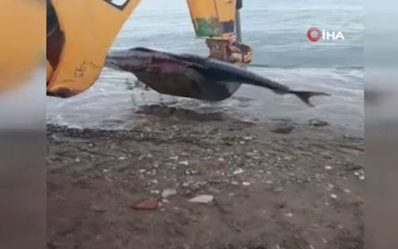 Yalova'da dev orkinos balığı kıyıya vurdu