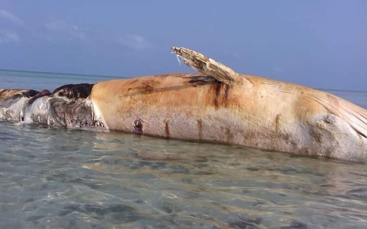 Yemen'de dev balina, deniz mayını patlaması sonucu telef oldu