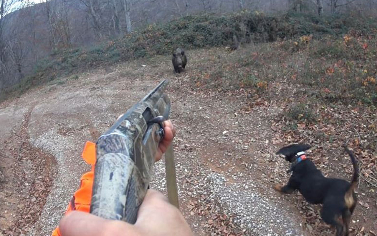 Bolu'da avlamak istediği domuzun saldırısına uğradı, ölümden döndü