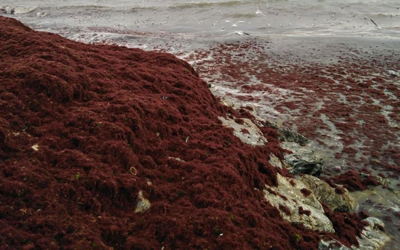 Caddebostan'dan Maltepe'ye kadar uzanan sahile tonlarca kırmızı yosun vurdu