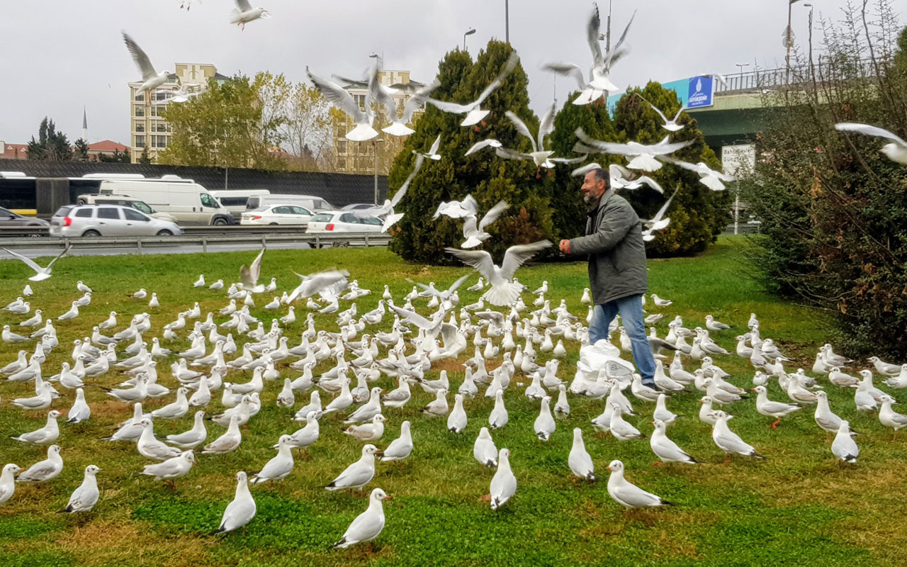 Bakırköy'de yüzlerce martıyı her gün elleriyle besliyor