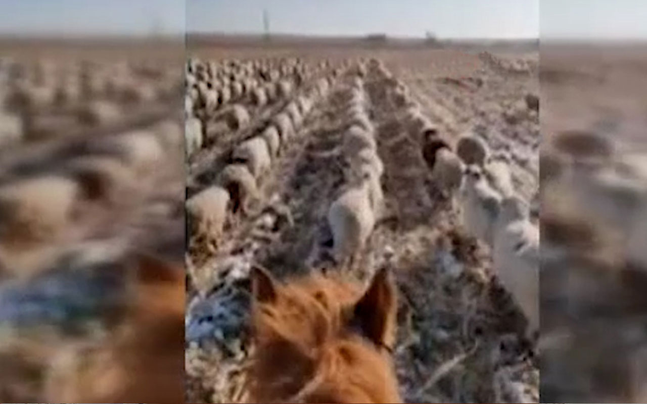 Çin'de çoban koyun sürülerini askeri düzende yürüttü