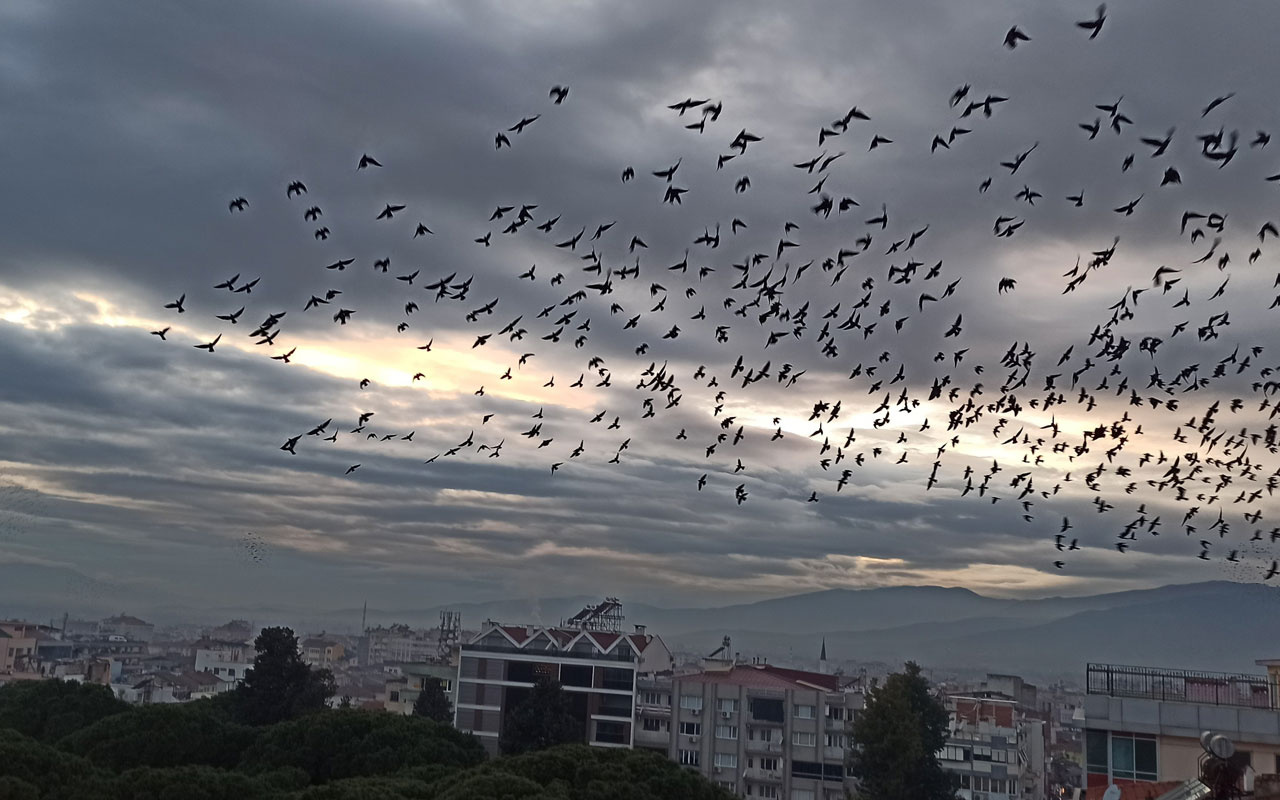 Ödemiş’te binlerce sığırcık kuşundan görsel şov