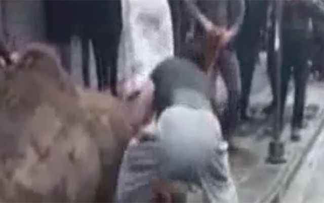 Şanlıurfa'da sokakta deve kesimi işkenceye döndü