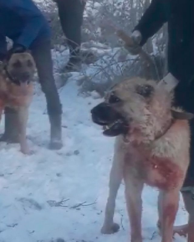 Konya'da ormanda köpek dövüştüren 4 kişiye gözaltı