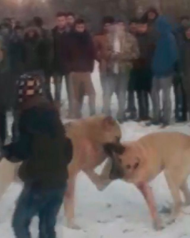 Konya'da ormanda köpek dövüştüren 4 kişiye gözaltı