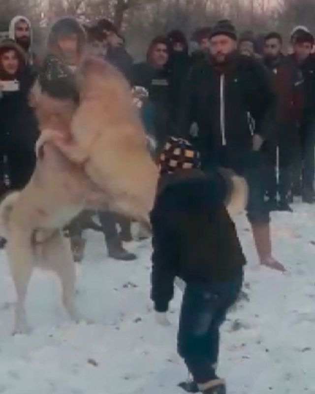 Konya'da ormanda köpek dövüştüren 4 kişiye gözaltı