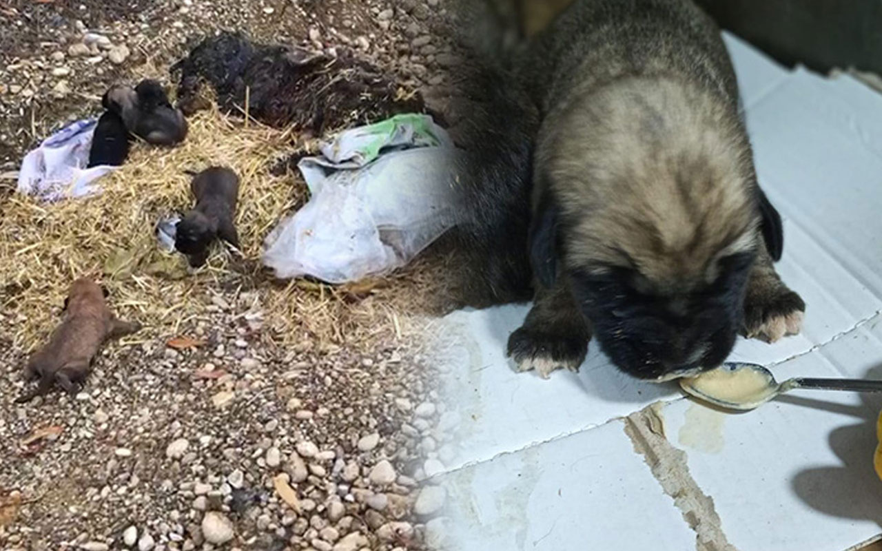 Antalya’da yol kenarına atılmış yavru köpekleri vatandaşlar kurtardı