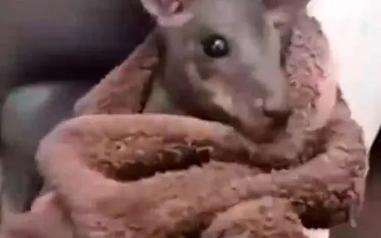 Avustralya’da yavru kanguru, yangından böyle kurtarıldı