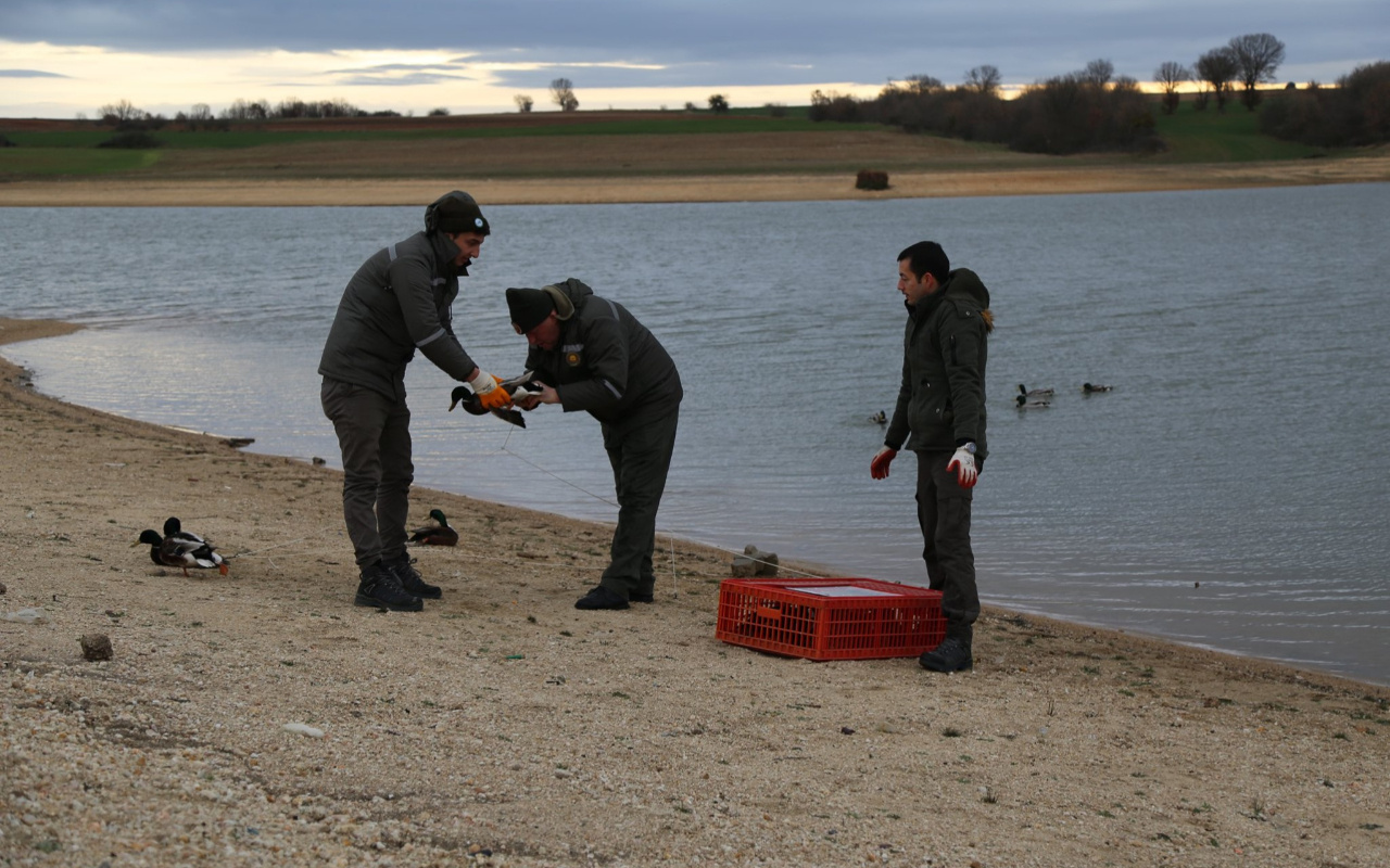 Kırklareli'de kanatları kesilip canlı tuzak yapılan 16 ördek kurtarıldı