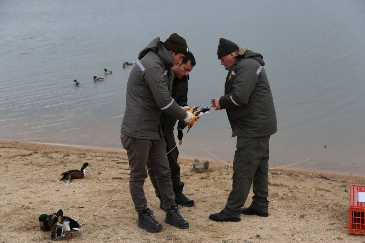 Kırklareli'de kanatları kesilip canlı tuzak yapılan 16 ördek kurtarıldı