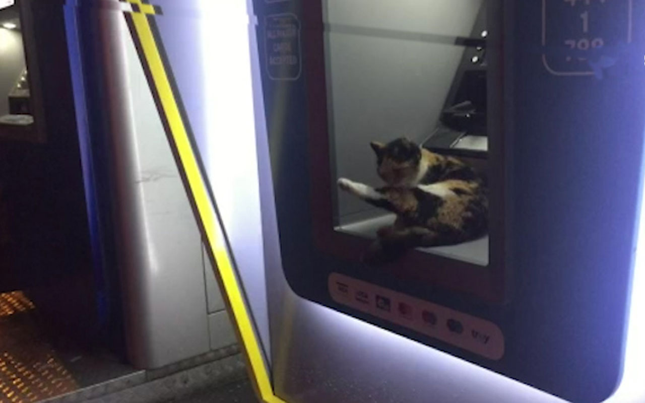 Sokak kedisi fırtınada ATM'ye sığındı
