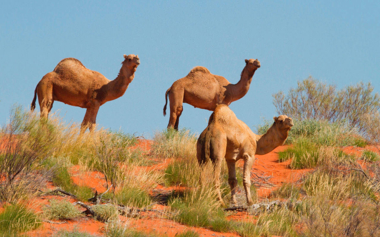 İHH, Avustralya'daki develerin öldürülme kararı sonrası harekete geçti
