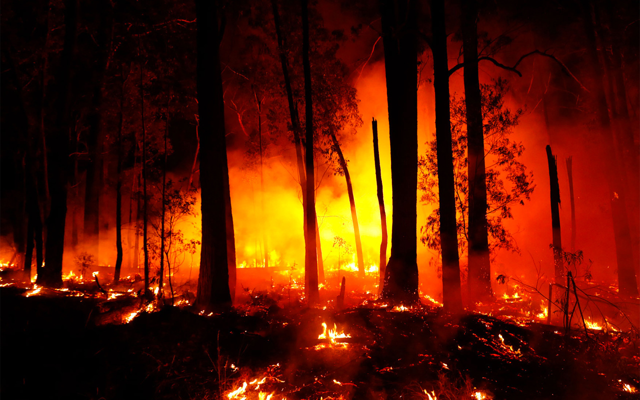 Avustralya orman yangınlarında son durum! 4 ay sonra ilk kez...