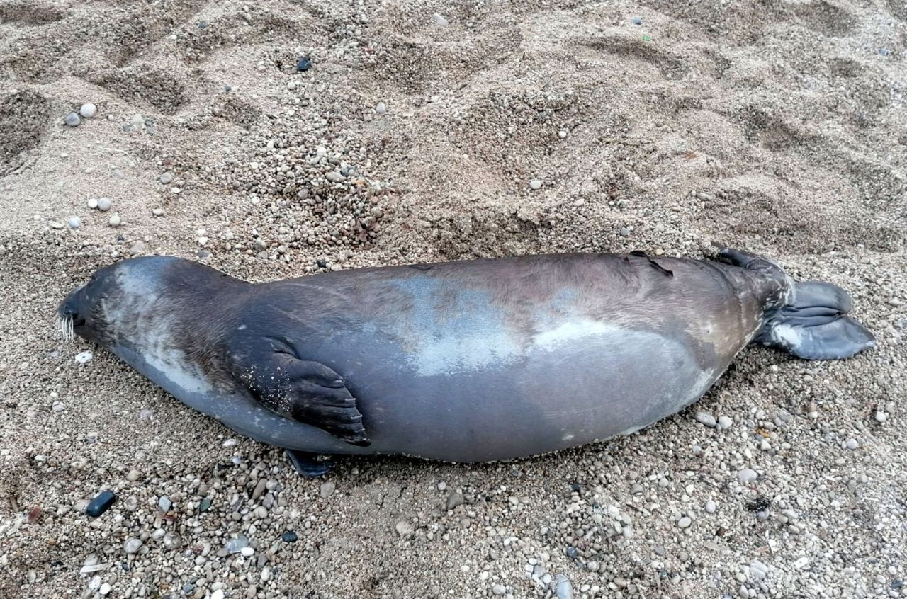 Antalya Kemer'de ölü Akdeniz foku kıyıya vurdu