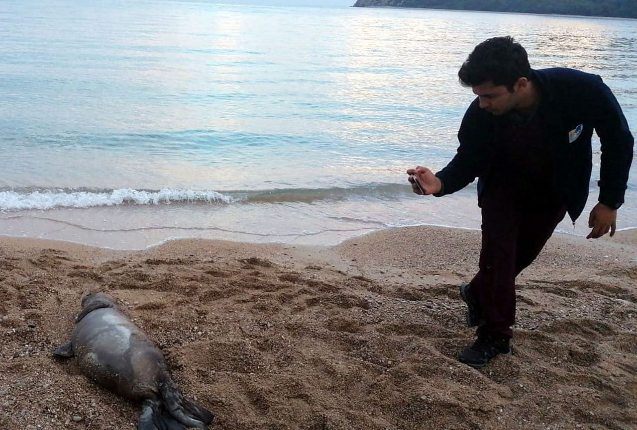Antalya Kemer'de ölü Akdeniz foku kıyıya vurdu