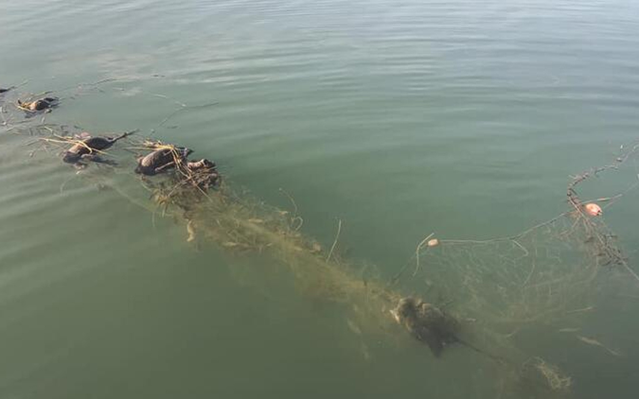 Sapanca Gölü'nde hayalet ağ katliamı