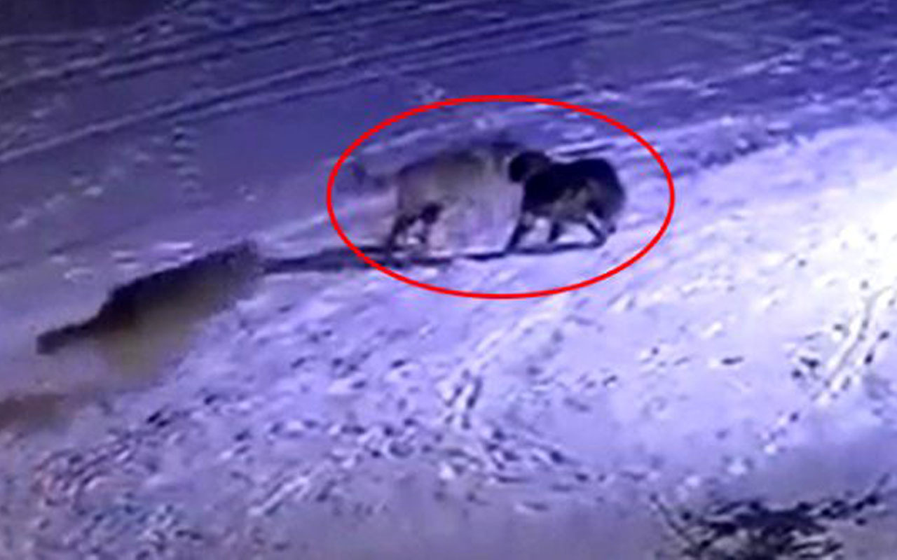 Erzurum'da aç kurtların çoban bekçi köpeğini parçaladığı anlar kamerada