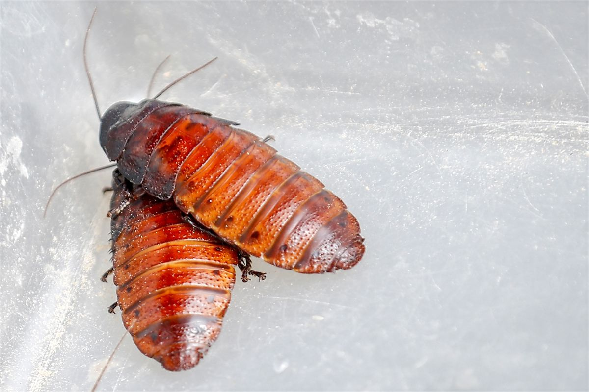 Antalyalı girişimci hamam böceğinden ayda 3 bin lira kazanıyor