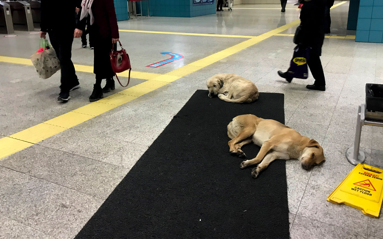 Köpekler ısınmak için Marmaray’a sığındı