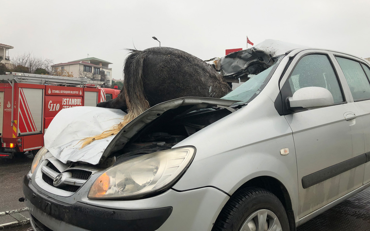 İstanbul’da korkunç kaza: 3 at öldü