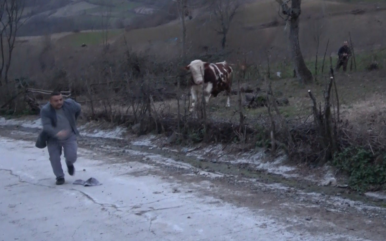 Samsun'da aksiyon filmlerini aratmayacak boğa kovalaması