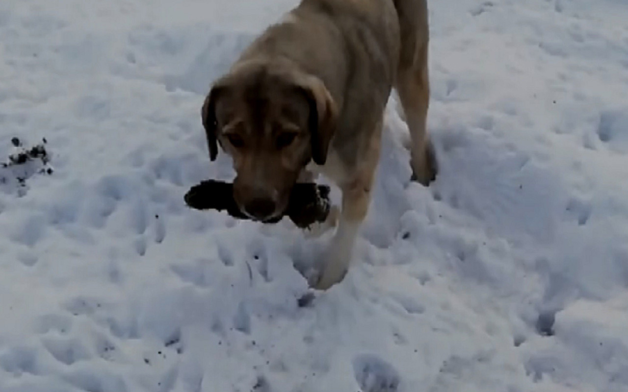 Sivas'ta anne köpek ölen yavrusunu kendi gömdü