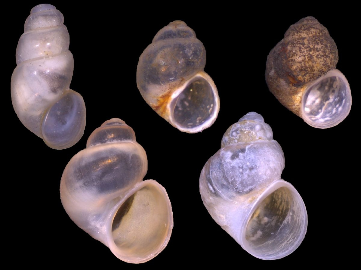 Çanakkale Gökçeada'nın tatlı sularında 4 yeni sucul salyangoz türü keşfedildi