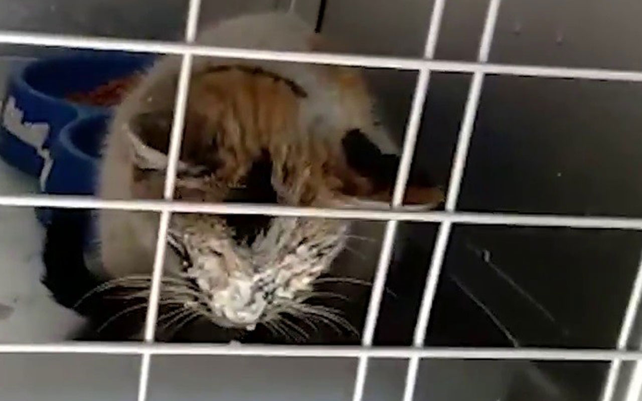 Duygusal paylaşım! 12 gün sonra enkazdan kurtarılan kedi