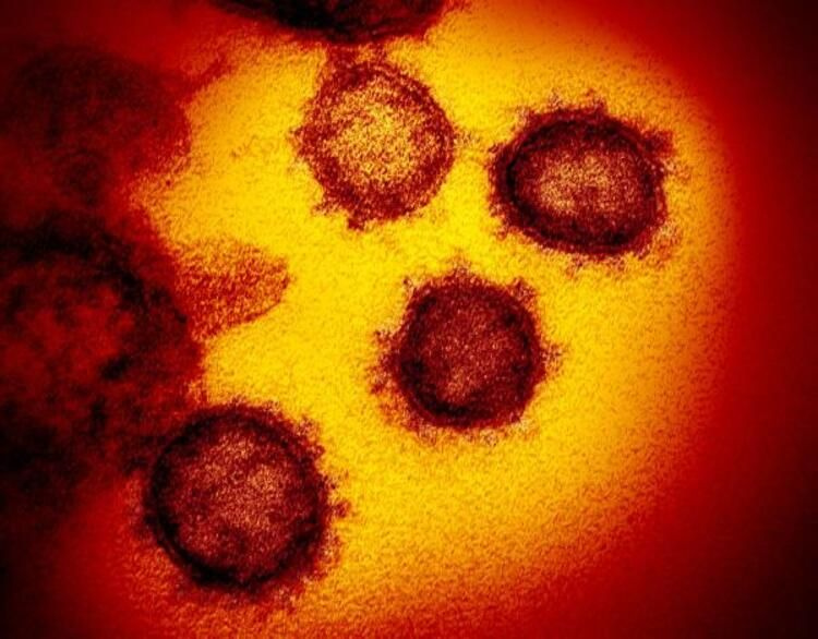 Koronavirüsün fotoğrafları yayımlandı